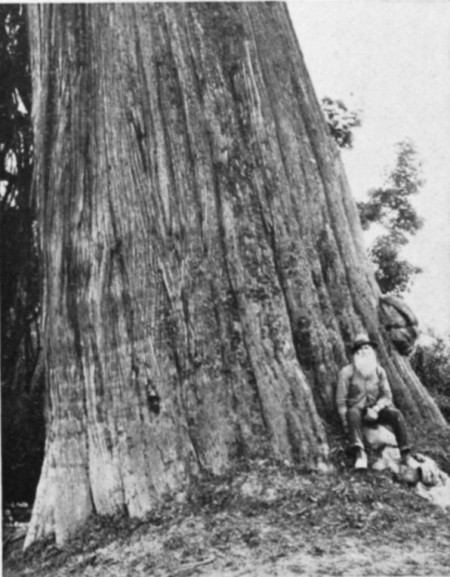 Willapa Hills Cedar tree, photo unknown, ca. early 1900's