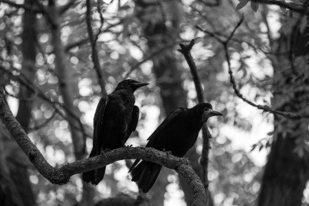 Crow teachers. Public domain photo