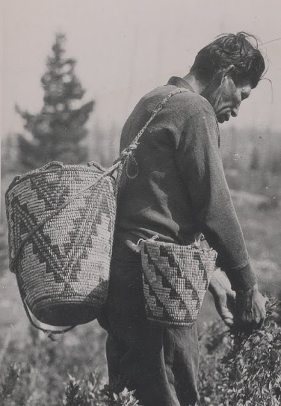 An unidentified Cowlitz man picking wənàyʼx (Huckleberry).
