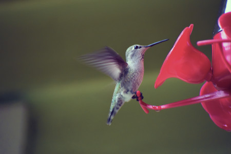 Humming Bird keeping time to the biology of existence. 