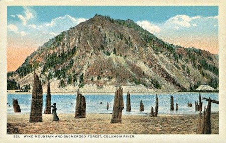 Penny Postcard, ca.1920s, "Wind Mountain and Submerged Forest, Columbia River".